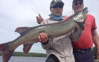43 inch muskie caught by guest.