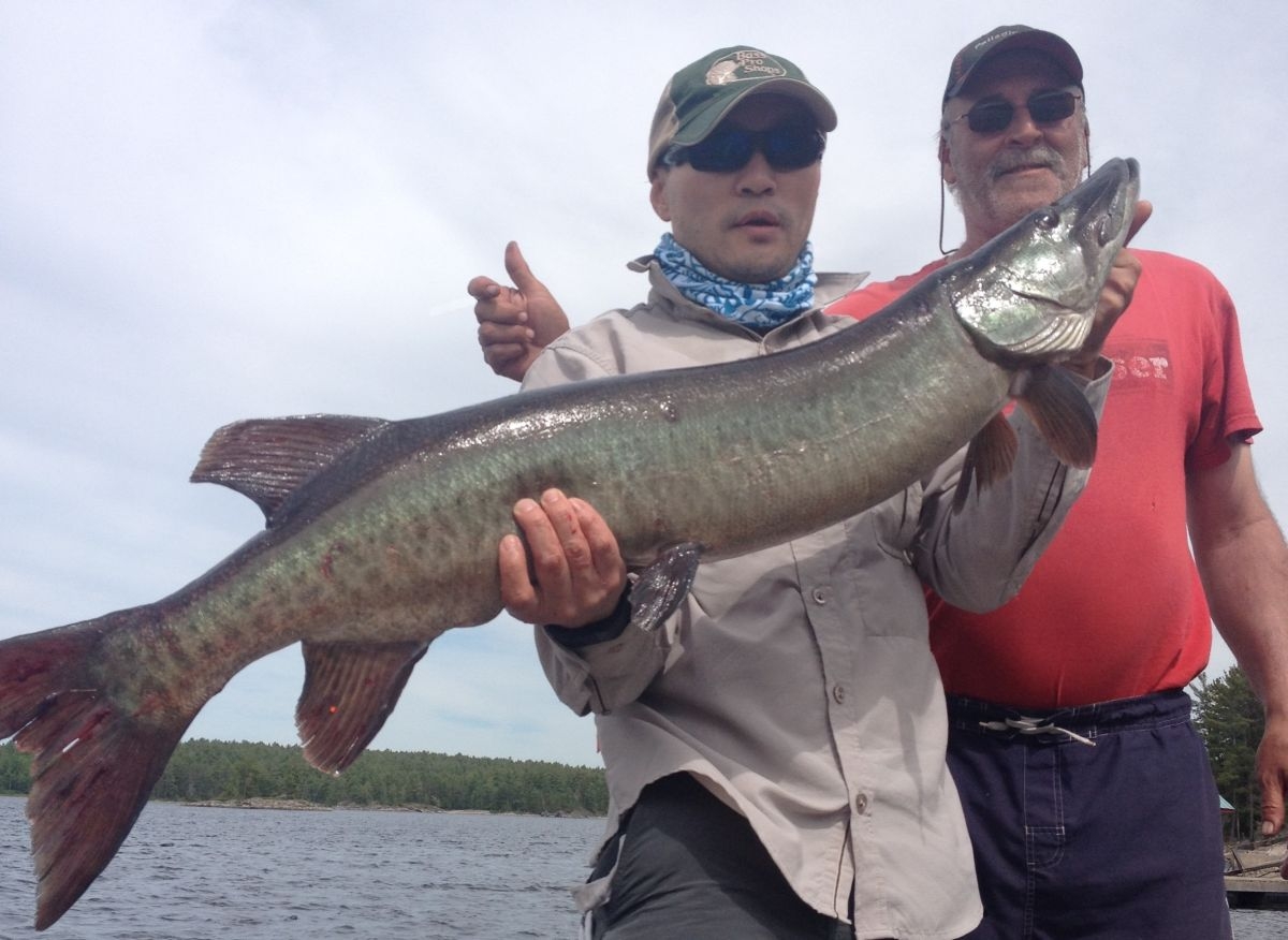 43 inch muskie caught by guest.