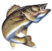 Largemouth Bass illustration.