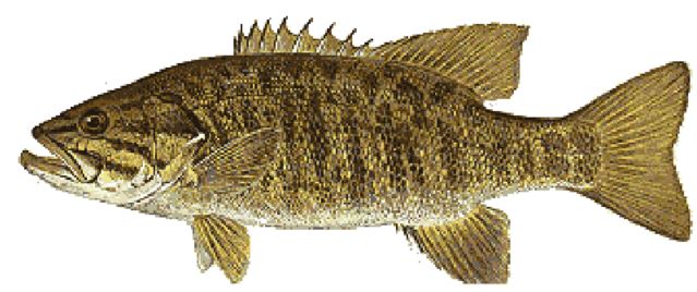 Small mouth bass illustration.
